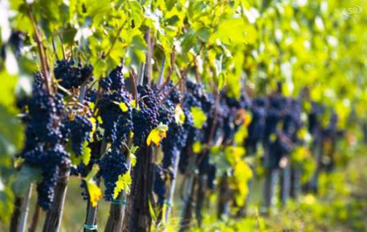 vino vino
