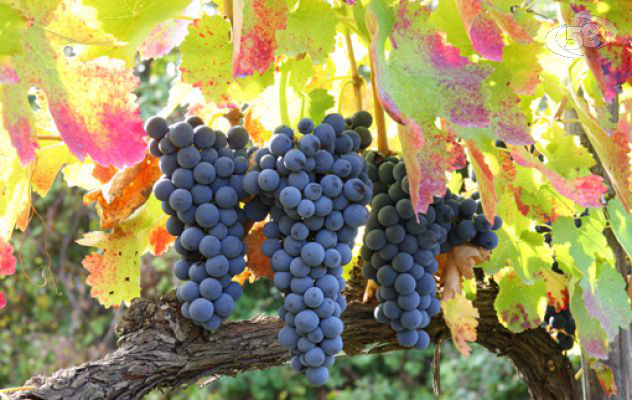 Nuovo Cda pe ril Consorzio Tutela dei vini d'Irpinia