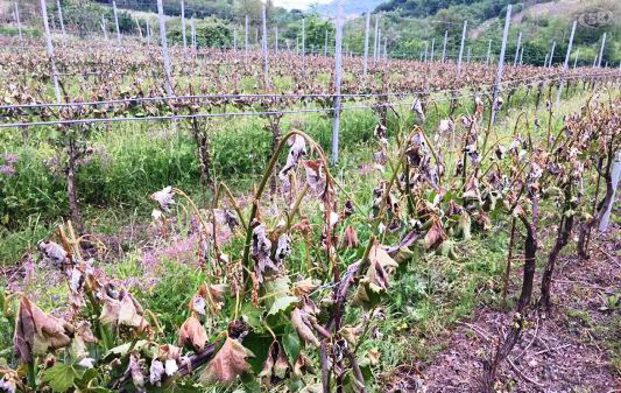 vigneti gelo vigneti gelo