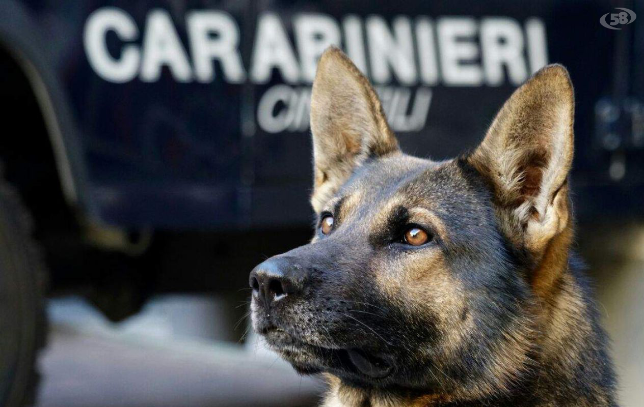 cane carabinieri cane carabinieri