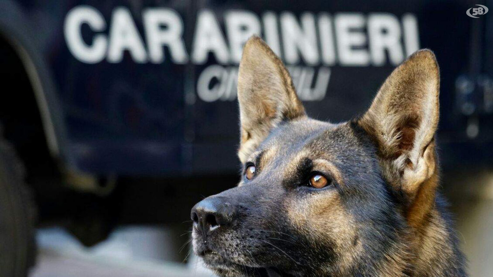 cane carabinieri