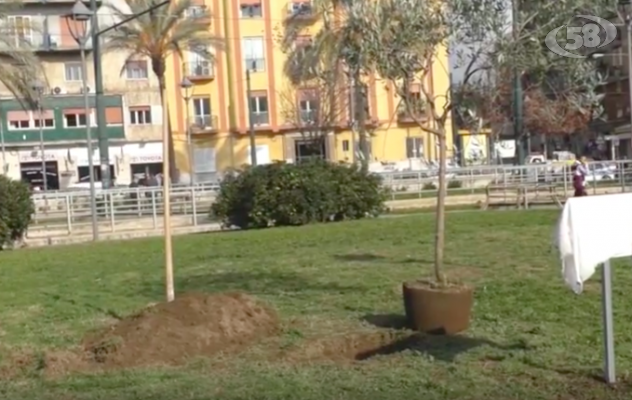 Un albero e una targa in ricordo delle vittime della Shoah /VIDEO