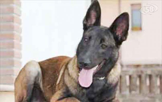 Raja, il cane eroe è scomparso dopo il violento temporale: "Aiutateci a ritrovarlo"
