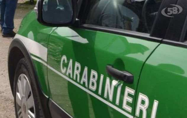 pascolo abusivo: i Carabinieri forestali denunciano il titolare di un’azienda agricola