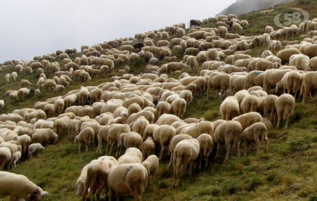 Unesco: la transumanza è patrimonio dell'umanità. Allarme Coldiretti: "Un milione di pastori in meno"