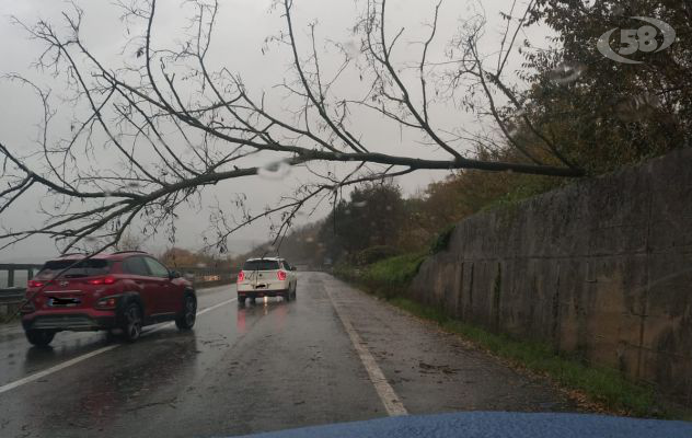Pioggia e vento, albero si abbatte sulla carreggiata. Polizia stradale sul posto