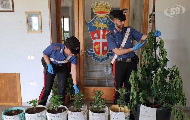 Coltivava piante di marijuana in giardino, 57enne scovato dai carabinieri