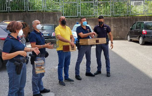 Stipati in gabbie: bracconieri nei guai presi con le mani nel sacco. Cardellini liberati