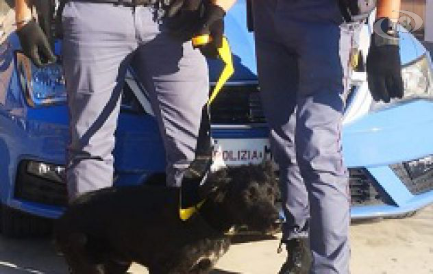 Abbandonano cucciolo, salvato grazie all'intervento di una donna e della Polizia