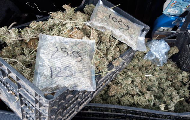 Villetta trasformata in piantagione di marijuana: 50enne in manette