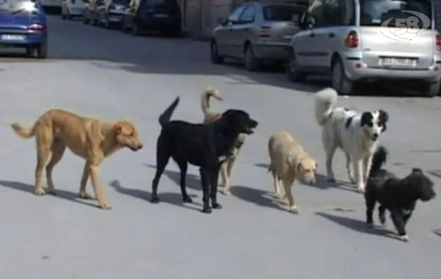 Villa sì, cimitero no. Ariano, arriva il regolamento per i cani