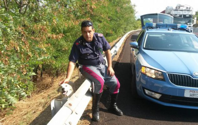 Cane abbandonato sull'autostrada, salvato dalla Polizia