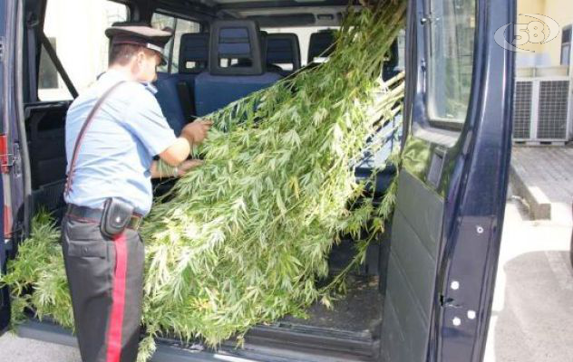 Piantagione di Marijuana sul balcone di casa. Arrestato giovane dal pollice verde 