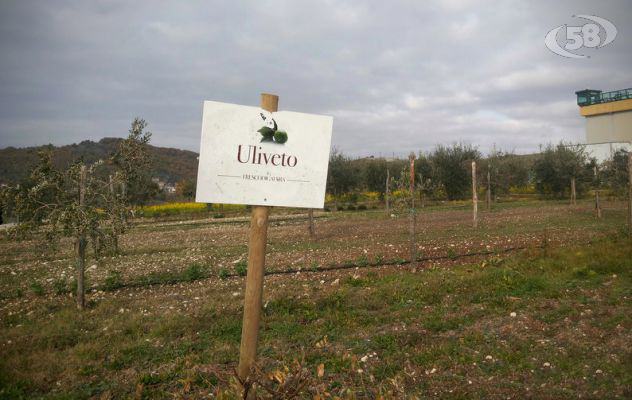 Non più delinquenti ma agricoltori e tipografi: la scommessa del Carcere di Sant'Angelo/VIDEO