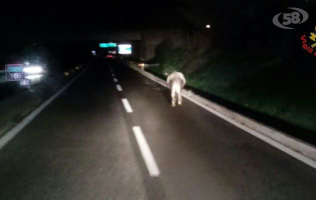 Toro a spasso in autostrada, recuperato dai Vigili del Fuoco