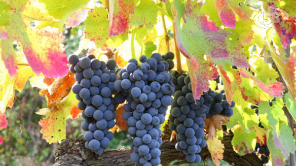 Diventare sommelier, dal 23 novembre al via il nuovo percorso di formazione dell'Ais Avellino