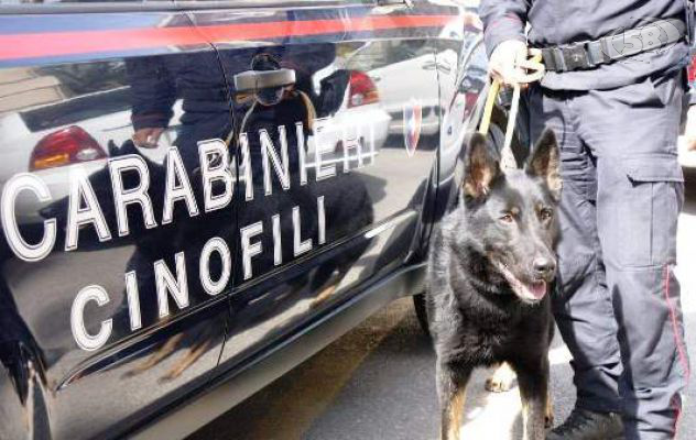 Il cane Pirat scopre serra con marijuana, denunciato 29enne di Montoro