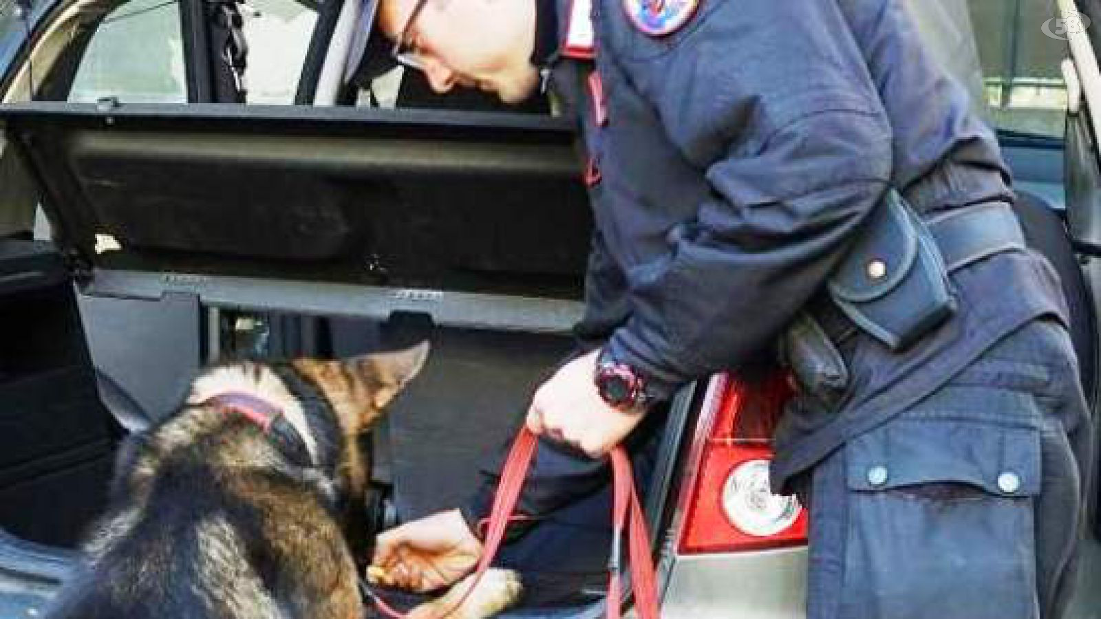 carabinieri cane pirat (cc)