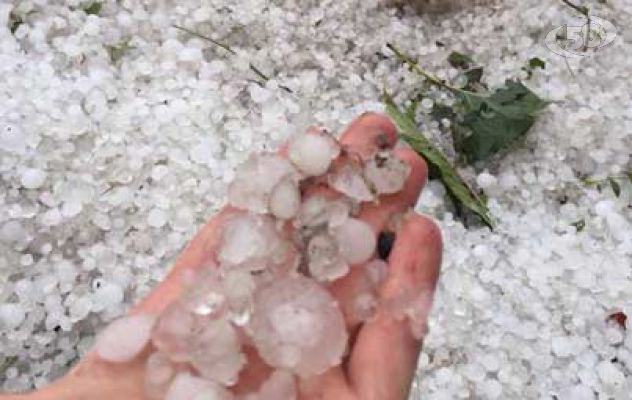 Grandinate nel Sannio, Confagricoltura: “Dichiarare lo stato di calamità”