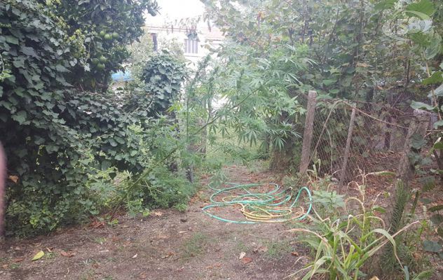 Giardino con piantagione di marijuana, 50enne nei guai