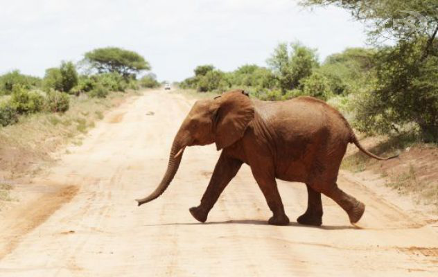 Kenya, imprenditore irpino muore schiacciato da un elefante