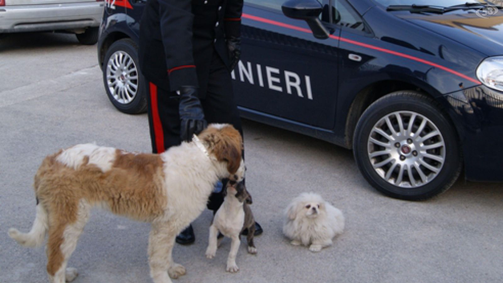 carabinieri cani