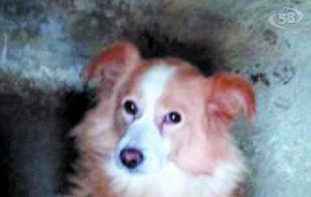 Nuvola... la storia che commuove chi ama gli amici a quattro zampe