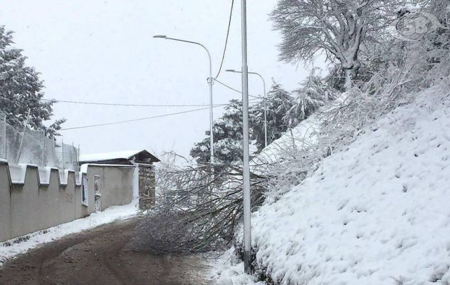 Tricolle, alberi caduti. Ariano in movimento: ''Tragedia sfiorata'' /FOTO