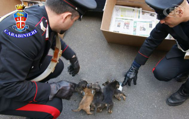 Mercogliano, Carabinieri salvano 5 cuccioli. I cani trasferiti a Luogosano