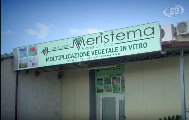  Agricoltura 2.0 – Consorzio Meristema… l'orgoglio italiano/SPECIALE