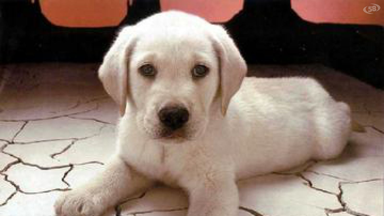 Cane