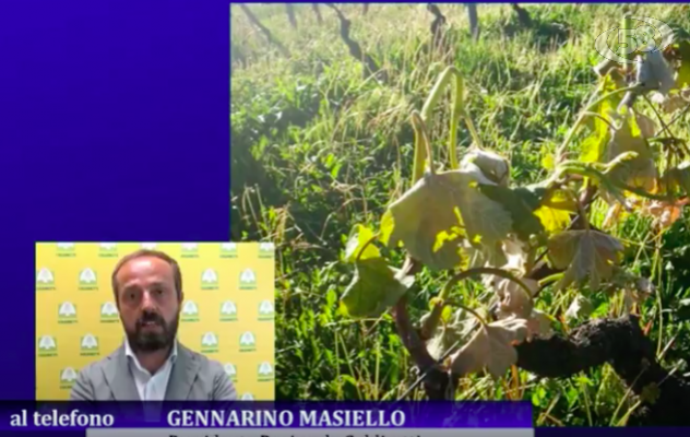 Vigneti gelati, Masiello: ''Danni diffusi su tutta la Campania''