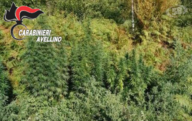 Piantagione di marijuana nel vigneto: erba per 60 chili