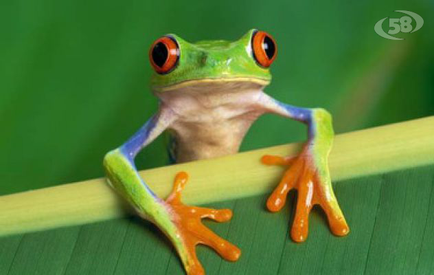 Rana nell'insalata, scattano i controlli dell'Asl