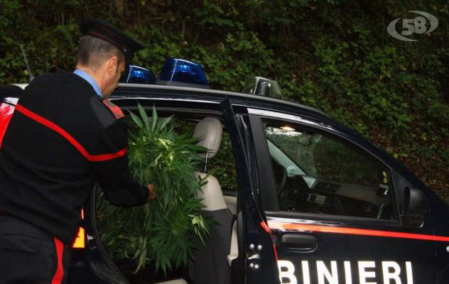 Bonito, 25 piante di marijuana in un terreno agricolo