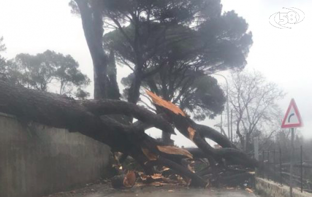 Albero caduto a Mercogliano, scattano i controlli: chiude la provinciale 