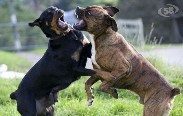 Due pitbull scavalcano la recinzione ed uccidono il cane del vicino