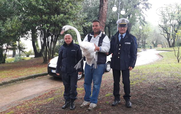 Cigno in giro per la città, messo in salvo dai vigili