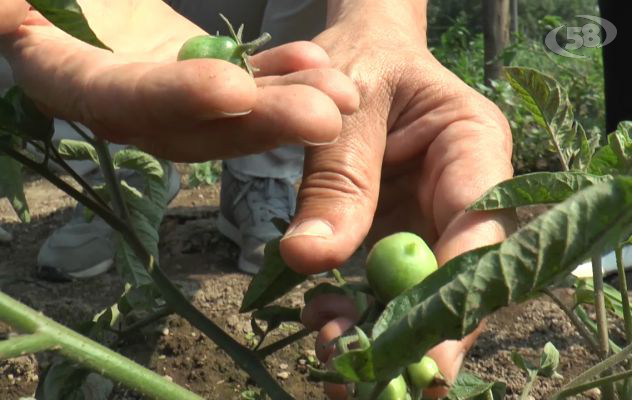 Torna sulle tavole il ragù del cullatore: il piatto di chi si carica sulle spalle la devozione