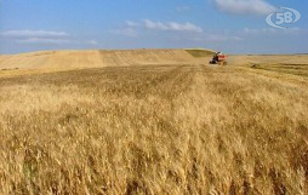 Prezzi del grano, Masiello: “Siamo in una situazione esplosiva”