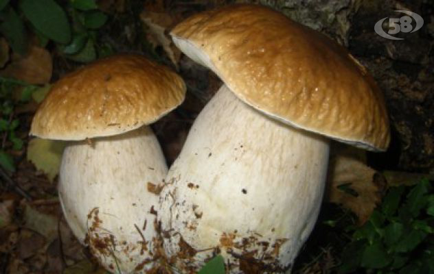 S.Martino V.C., sequestrati 15 kg di funghi ad un venditore abusivo