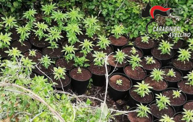 Centinaia di piantine di marijuana in terreno comunale: s'indaga