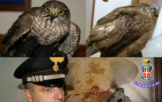 Summonte, falco ferito da un colpo di fucile: salvato dai Carabinieri