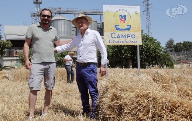 Raccolto della filiera del grano di Grottaminarda: arriva la prima farina 100% irpina