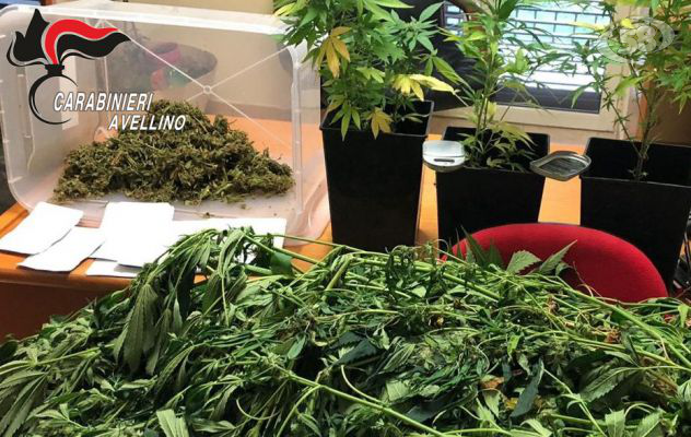 Sorpreso a coltivare cannabis, 37enne arrestato dai Carabinieri