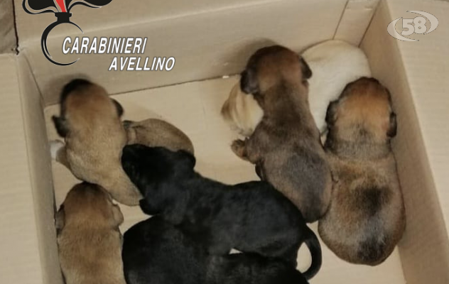 Sette cuccioli abbandonati vicino all'immondizia, salvati dai Carabinieri