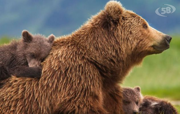 Giuditta: “La natura va rispettata non soppressa. Sul Partenio ad ospitare gli orsi della provincia di Trento”
