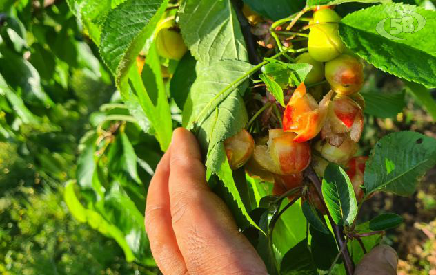  Maltempo, distrutto il 60% delle ciliegie in Campania 