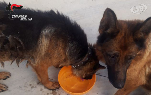 Due cani maltrattati e abbandonati, salvati dai Carabinieri
