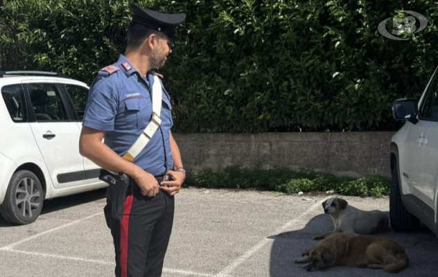 40enne denunciato dai Carabinieri per abbandono di animali